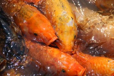 Garum Fish Sauce Revival: Ancient Umami in Your Kitchen