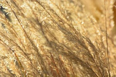 Heritage Grain Bread Baking: Spelt Einkorn and Emmer