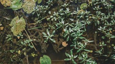 Duckweed Revolution: The Protein-Packed Leafy Green