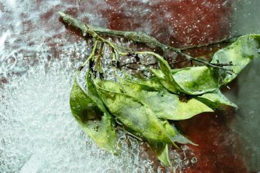 Flash Freezing Techniques to Lock in Peak Freshness