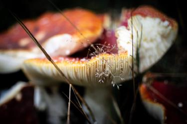 Mycelium Bacon: Mushroom-Based Meat Alternative Guide