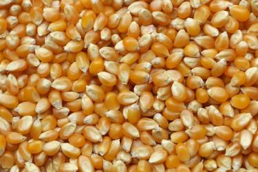 Complex Carbs Comeback: Why Nutritionists Endorse Grains Again
