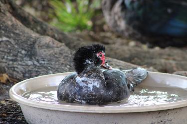 Black Currant Glazes for Duck and Game Meats